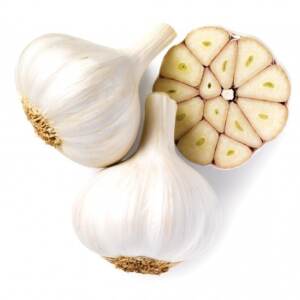 german white garlic